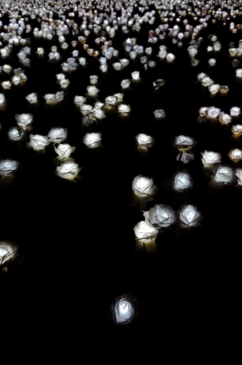 Illuminating Cebu: Exploring the Enchanting 10,000 Roses Café & More ...